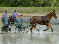 Sue and Tom driving in a CDE class, Barn Star Farms, LLC